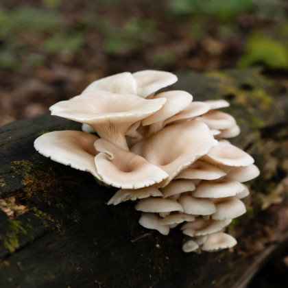 Hliva ustricová - Pleurotus ostreatus - sadivo - predaj - 250 ml