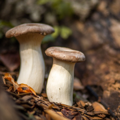 Hliva kráľovská máčková - Pleurotus eryngii - sadivo - predaj - 250 ml