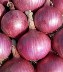 Cibuľa sadzačka Karmen - Allium cepa - predaj cibuliek - 500 g