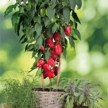 Paprika Almira Mini Red F1 - Capsicum annuum - predaj semien - 5 ks