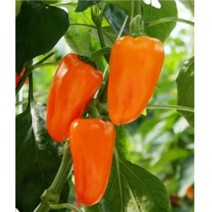 BIO Paprika Flynn F1 - Capsicum annuum - predaj bio semien - 6 ks