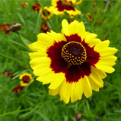 Krásnoočko dvojfarebné vysoké - Coreopsis tinctoria - semiačka - 50 ks