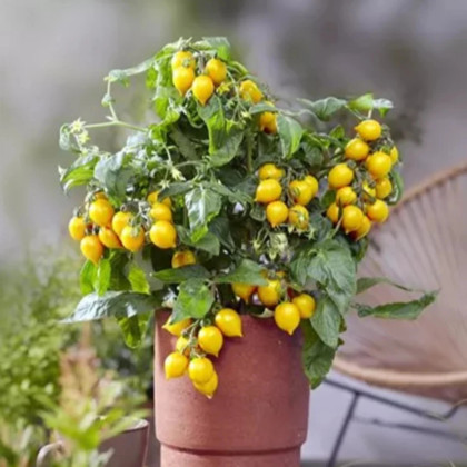 Paradajka Evita Compact F1 Yellow - Solanum lycopersicum - predaj semien - 6 ks