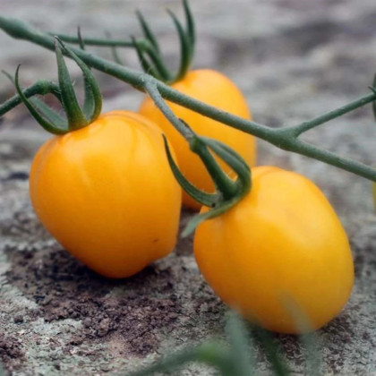 Paradajka tyčková Appleberry F1 PhR žltá - Solanum lycopersicum - predaj semien - 7 ks