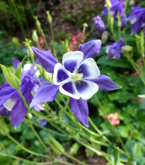 Orlíček obyčajný Blue Star modrý - Aquilegia vulgaris - semiačka - 30 ks