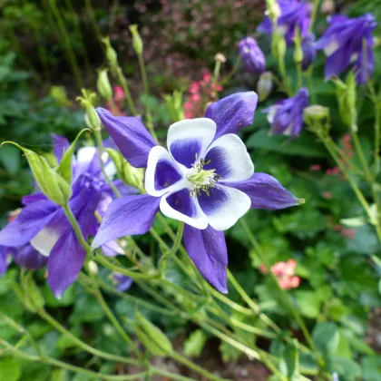 Orlíček obyčajný Blue Star modrý - Aquilegia vulgaris - semiačka - 30 ks