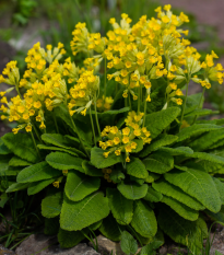 Prvosienka jarná - Primula veris - semiačka - 50 ks