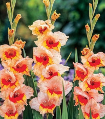 Gladiola Blackpool - Gladiolus - predaj cibuľovín - 3 ks