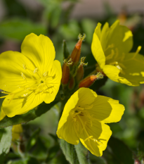 Pupalka - Oenothera biennis - semiačka - 150 ks