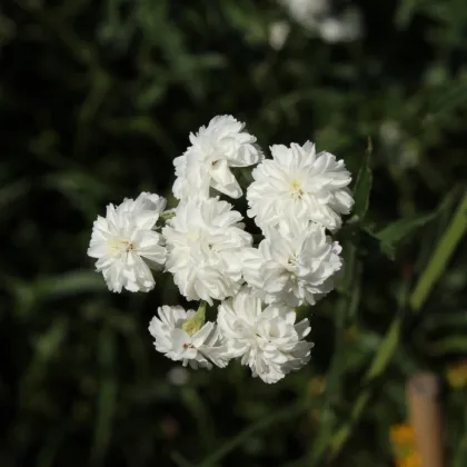 Rebríček Bertrámový Perla - Achillea ptarmica - semiačka - 200 ks