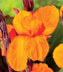 Kana Jivago – Canna – cibuľoviny – predaj kany