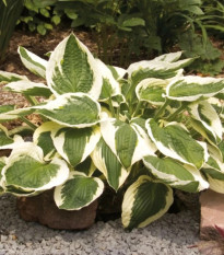 Funkia - Hosta Patriot - predaj cibuľovín - 1 ks