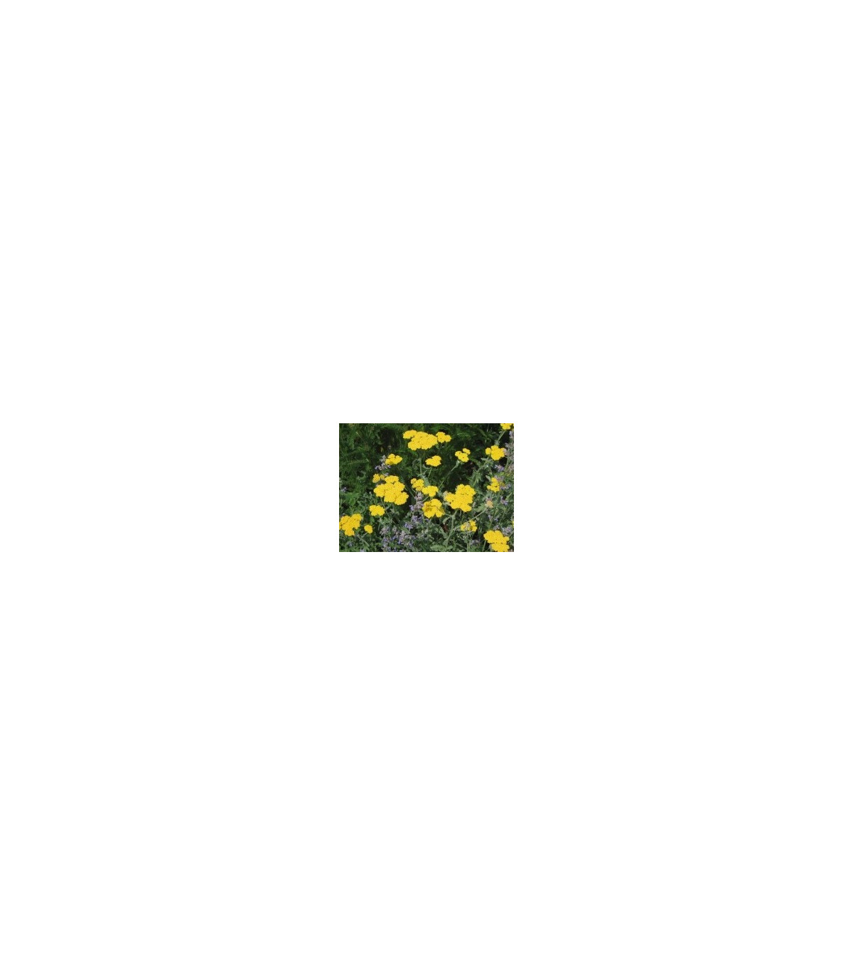 Rebríček túžobníkový žltý - Achillea filipendulina - semiačka - 0,5 g