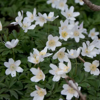 Veternica hájna - Anemone nemorosa - semiačka - 10 ks