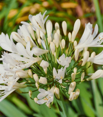 Kalokvet biely - Agapanthus praecox - predaj cibuľovín - 1 ks