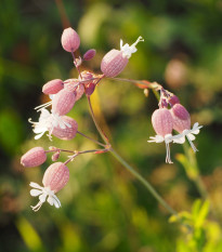 Silenka obyčajná - Silene vulgaris - semiačka - 150 ks