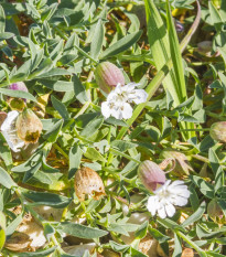 Silenka nadutá Stridolo - Silene inflata - semiačka - 0,2 g