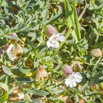 Silenka nadutá Stridolo - Silene inflata - semiačka - 0,2 g