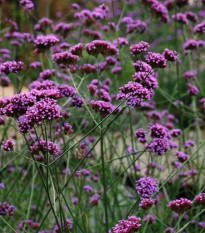 Železník argentínsky - Verbena bonariensis - semiačka - 200 ks