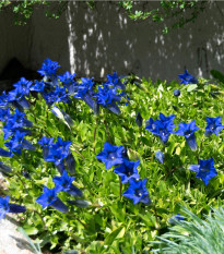 Lnica marocká Licilia Azure - Linaria maroccana - predaj semien - 30 ks