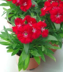Klinček Chiba červený F1 - Dianthus - predaj semien - 18 ks