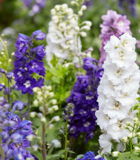 Ostrôžka záhradná - zmes farieb - Delphinium ajacis - semiačka - 300 ks