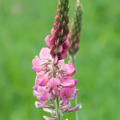 Vičenec vikolistý - Onobrychis viciifolia - semiačka - 50 ks