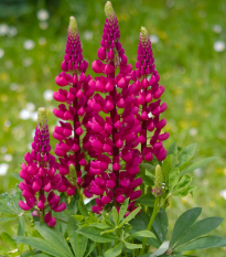 Vlčí bôb červený - Lupina mnoholistá - Lupinus polyphyllus - semiačka - 40 ks