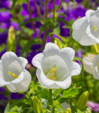 Zvonček karpatský biely - Campanula carpatica - predaj semien - 0,03 g