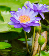 Lekno modré - Nymphaea caerulea - semiačka - 6 ks