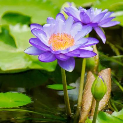 Lekno modré - Nymphaea caerulea - semiačka - 6 ks