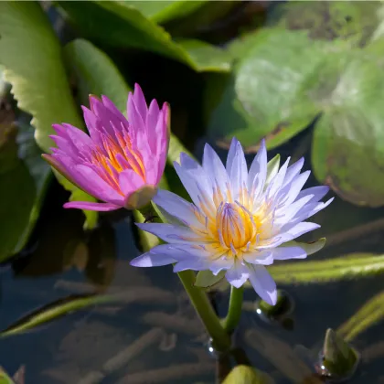 Lekno zmes farieb - Nymphaea caerulea - semiačka - 5 ks