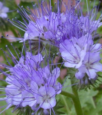 Facélia vratičolistá - Phacelia tanacetifolia - pre včely - 50 ks