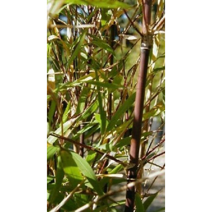 Bambus horský - Fargesia fungosa - semiačka - 3 ks