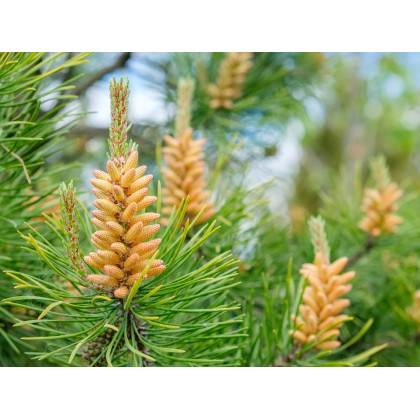 Borovica pokrútená - Pinus contorta - semená borovice - 7 ks