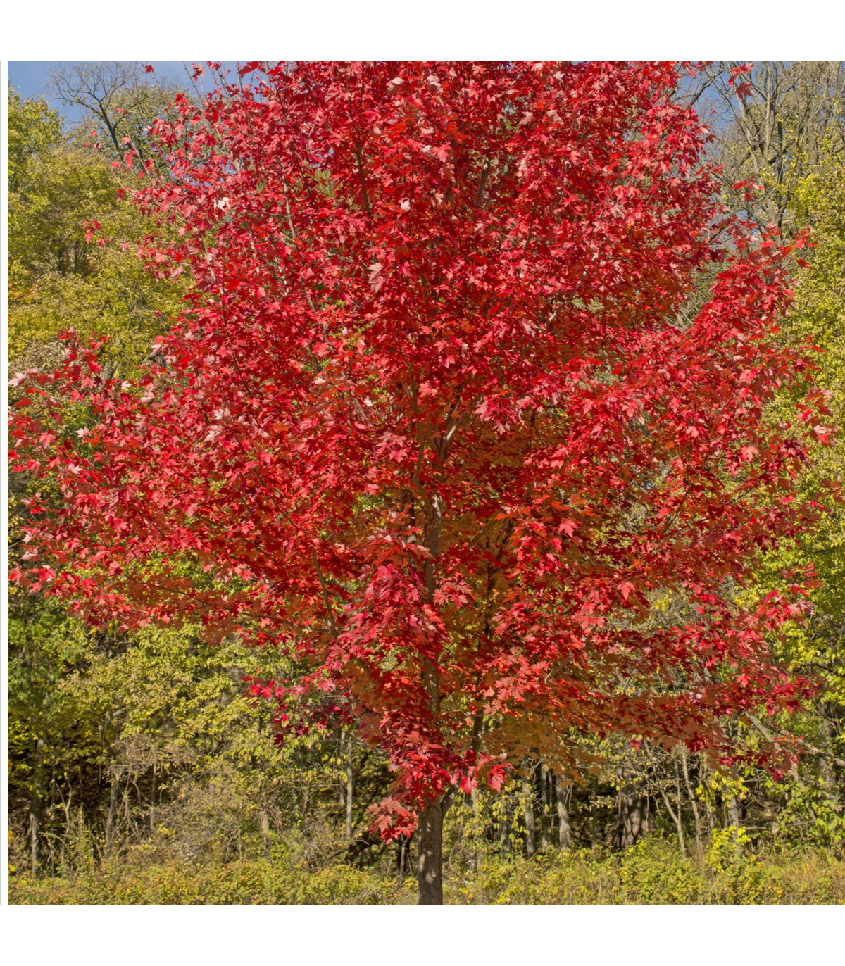 Javor červený - Acer rubrum - semená javora - 5 ks
