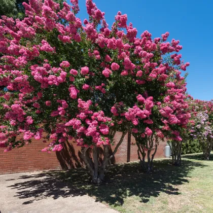 Krepová myrta - Lagerstroemia indica - semiačka - 6 ks