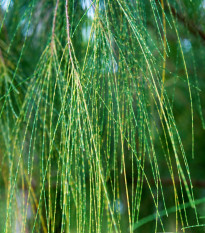 Tropický dub - Casuarina Cunninghamiana - semienka duba - 5 ks