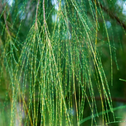 Tropický dub - Casuarina Cunninghamiana - semienka duba - 5 ks