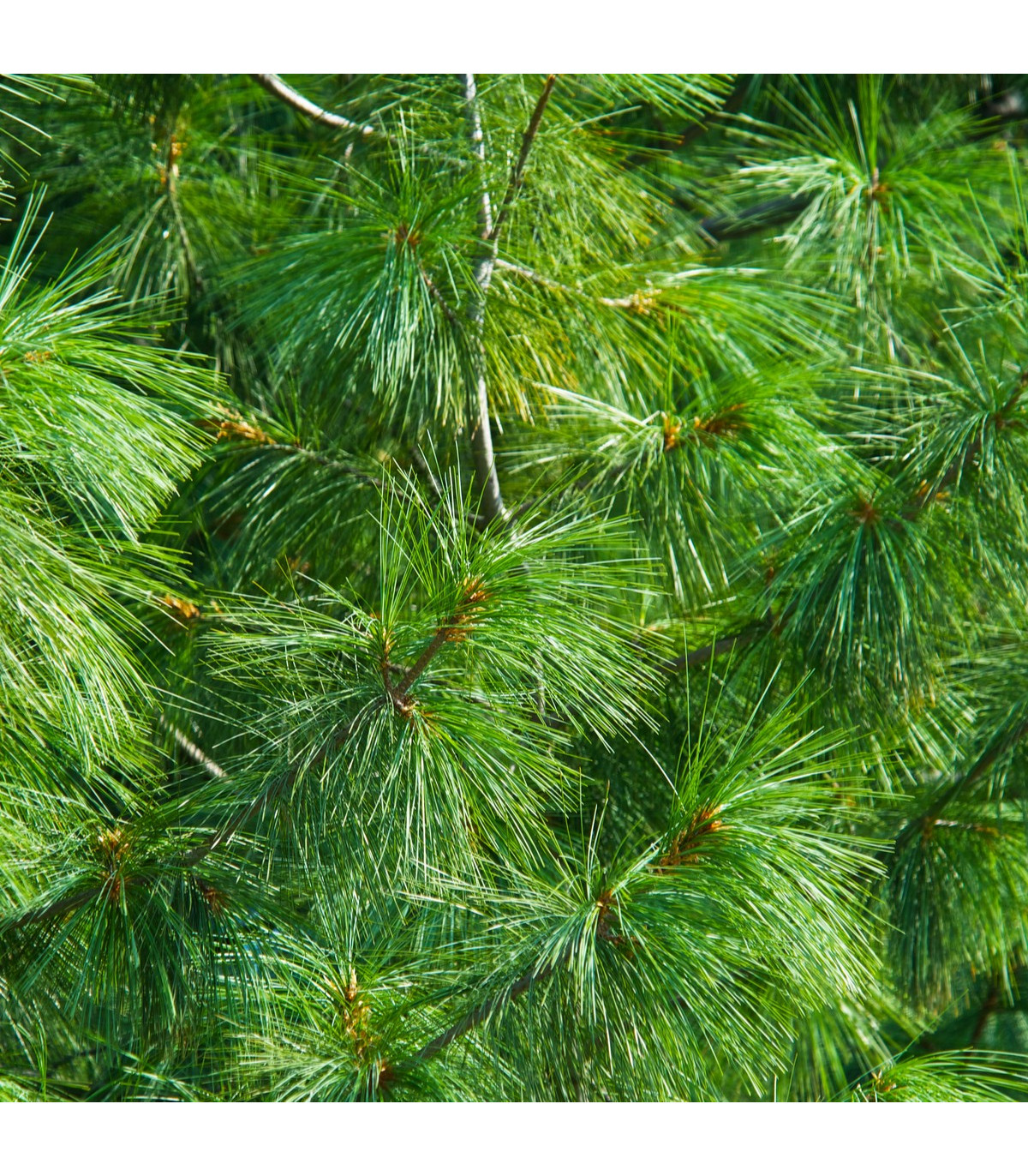 Borovica Roxburghova - Pinus roxburhii - semená borovice - 5 ks