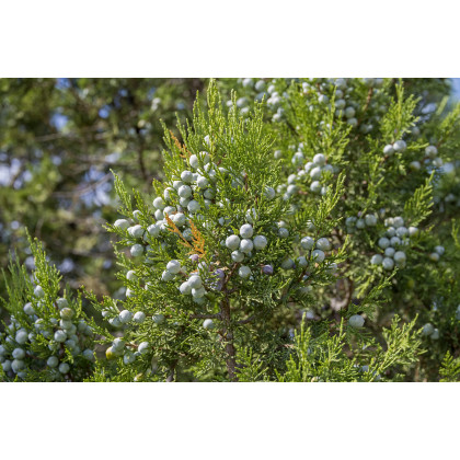 Borievka - Juniperus excelsa - semienka borievky - 5 ks