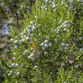 Borievka - Juniperus excelsa - semienka borievky - 5 ks