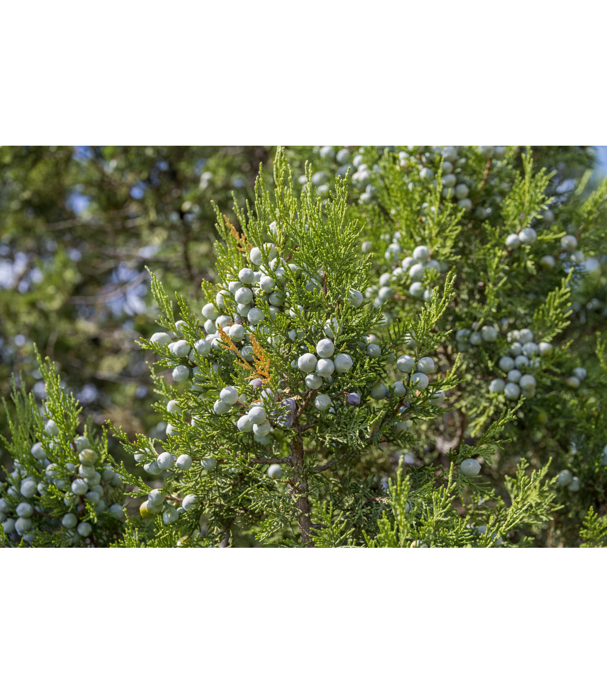Borievka - Juniperus excelsa - semienka borievky - 5 ks
