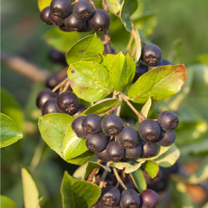 Arónia - čierny žeriav - Aronia arbutifolia - semiačka - 7 ks