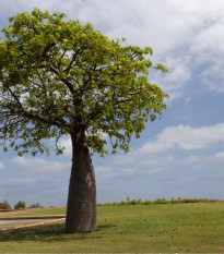 Austrálsky baobab - Adansonia gregorii - semená - 3 ks