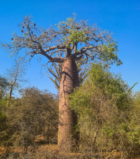 Baobab Fony - Adansonia fony - semená - 2 ks