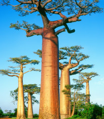 Baobab grandidieri - Adansonia grandidieri - semená - 2 ks