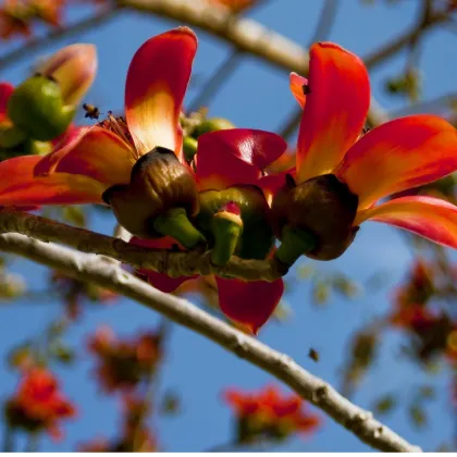 Bombax ceiba - semiačka - 6 ks