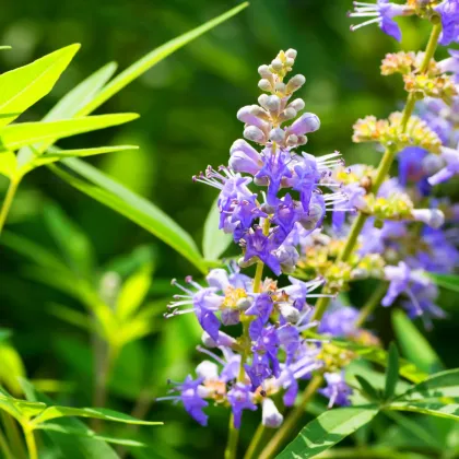 Vitex jahňací - Vitex agnus-castus - semiačka - 9 ks