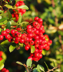 Hlohyňa šarlátová - Pyracantha coccinea - semiačka - 5 ks